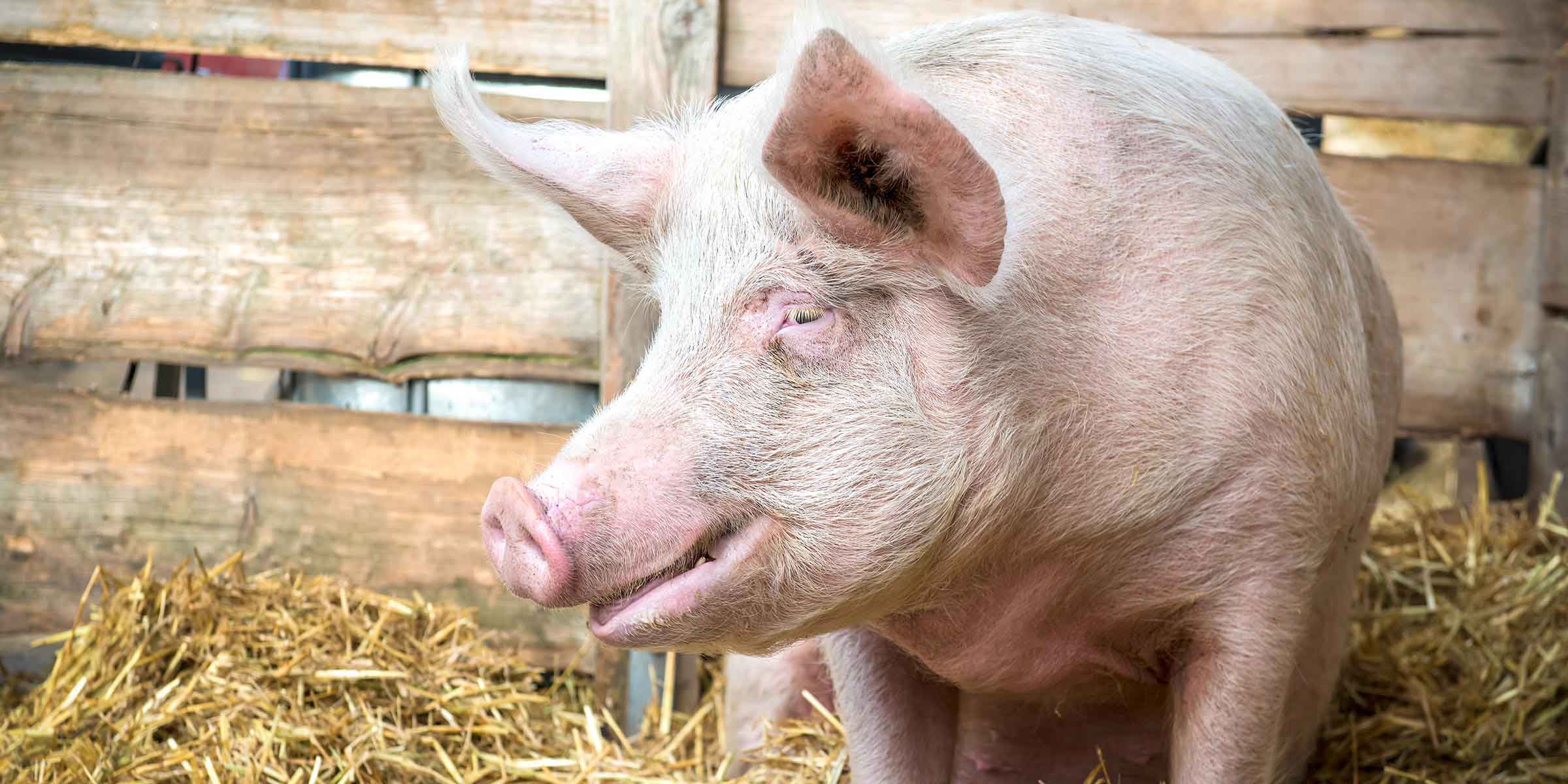 Mikroplastik in Schweine- und Rindfleisch nachgewiesen