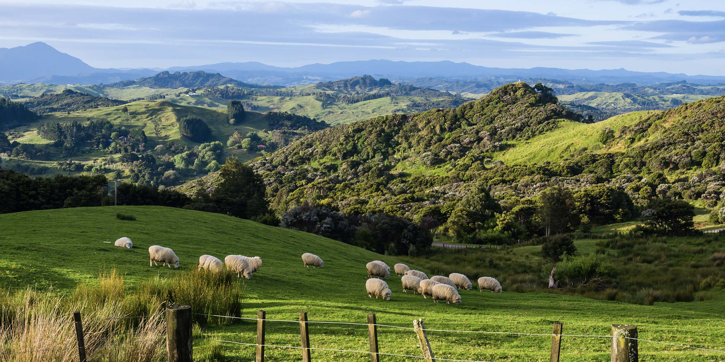 Fleischimporteur und Fleisch­großhändler für Lamm- und Wildfleisch aus Neuseeland